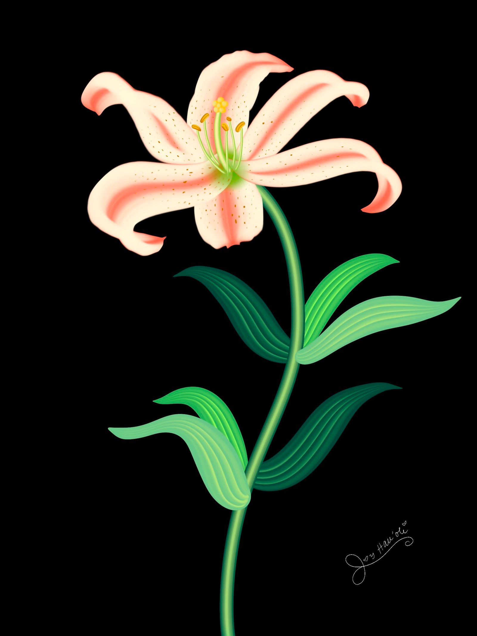 Lily Black Background One In The Blue