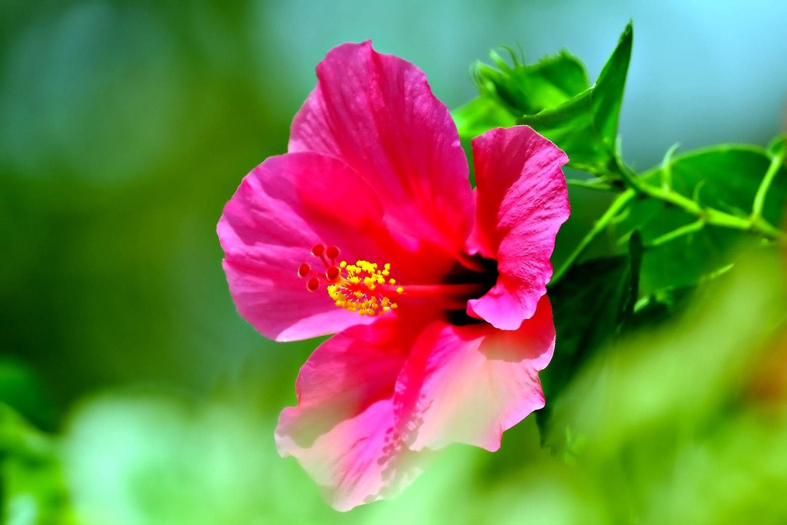 ignartonosbg-flower-8122837